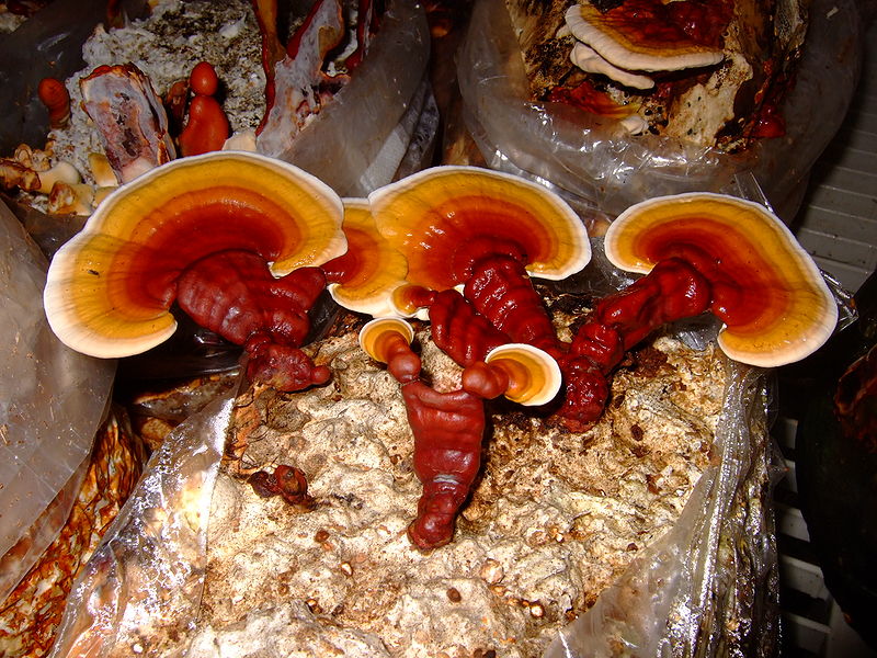 Mushrooms as Medicine with Paul Stamets