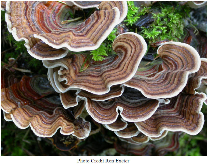 6 ways mushrooms can save the world | Paul Stamets