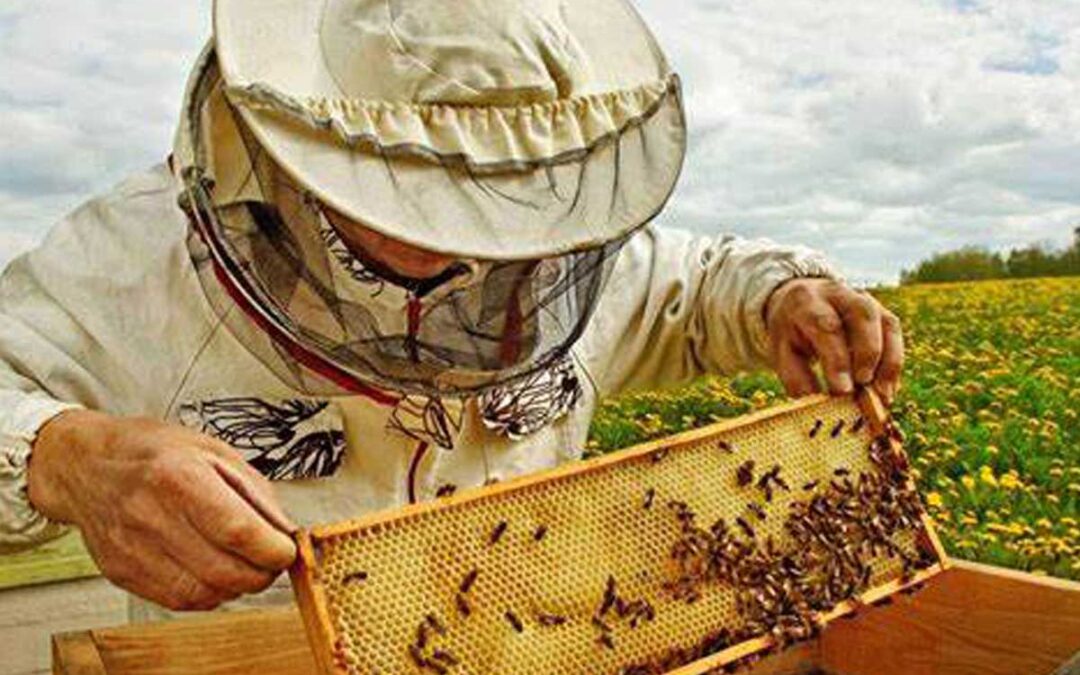 Beekeeper For A Day