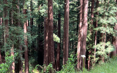 1 hour Reiki-like energy healing session in Muirwoods Redwoods + 30/45 min Private Solo Sauna